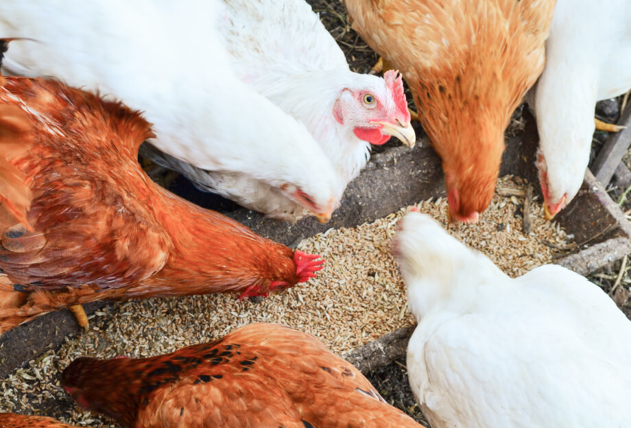 畜産向けの飼料